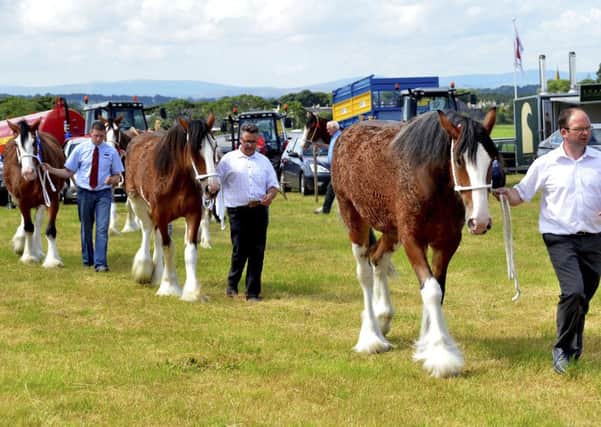 Heavy horses...Clydesdales appropriately take centre stage at Carnwath Agricultural Show (Pic Rodger Price)