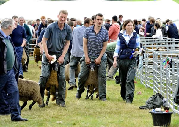 Well in hand...of their charges at the Abington Agricultural Show at Littlegill Farm (Pic Lindsay Addison)