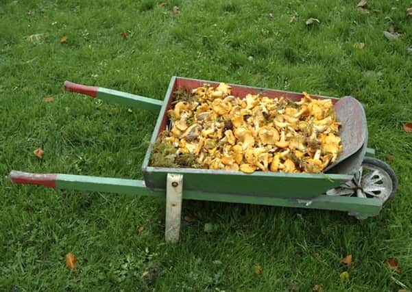 Room for more...Jeff Camp went mushroom picking in Auchengray and Carnwath and collected 18lbs of Chanterelle mushrooms. The child-sized wheelbarrow was from Overton car boot sale. If you have a picture youd like to share send it to Editor Julie Currie, 3 High Street, Carluke, ML8 4AL, or email jcurrie@jpress.co.uk