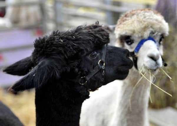 Hay there...one alpaca eyes up another as it munches into the goodies at the show (Pic Lindsay Addison)
