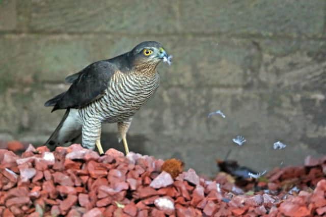 Dinner time: the sparrowhawk feasts on a pigeon.