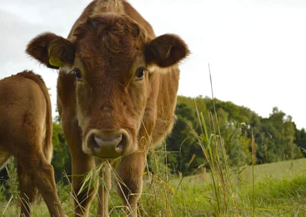 This picture of cows in the field next to Birkwood Castle, Lesmahagow, was taken by talented  and intrepid   young photographer Sophie Watt, who is aged just 15. She has a promising future! Send your pictures to Editor Julie Currie, 3 High Street, Carluke, ML8 4AL, or email jcurrie@jpress.co.uk