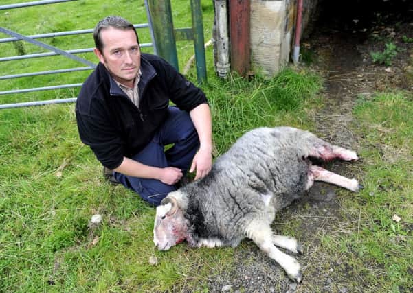 Savaged...Farmer William Beattie of West Yett Farm with dead sheep