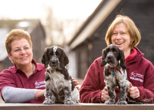 Two pups that will become hearing dogs.