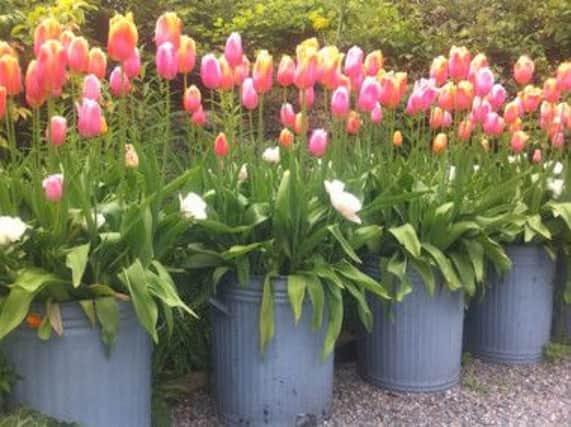 Tulips growing in metal retro dustbins providing a burst of colour on a patio.