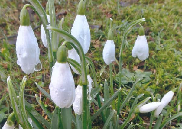 Reader Alan Henderson captured the early signs of spring, finding these snowdrops at Castlebank Park in Lanark. Submit your pictures to Editor Julie Currie, 3 High Street, Carluke, ML8 4AL, or email jcurrie@jpress.co.uk