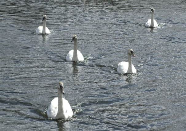 Reader and amateur photographer, Kevin Johnson, aptly titled this picture of swans on Lanark Loch Charge of the White Brigade. Sorry we had to crop it Kevin  its the shape we have to work with! Submit pictures to Editor Julie Currie, 3 High Street, Carluke, ML8 4AL, or email jcurrie@jpress.co.uk