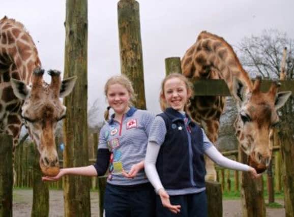 Faith Borland and Elle Bryce (both 13) face up to a tall order while feeding the giraffes