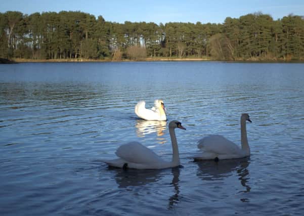 One swan at Lanark Loch puts the rest in the shade in this atmospheric shot by Peter Hamilton of Carluke. Swan Lake? You better believe it! Thanks Peter! Do you have a picture to share with readers? Submit pictures to Editor Julie Currie, 3 High Street, Carluke, ML8 4AL, or email jcurrie@jpress.co.uk