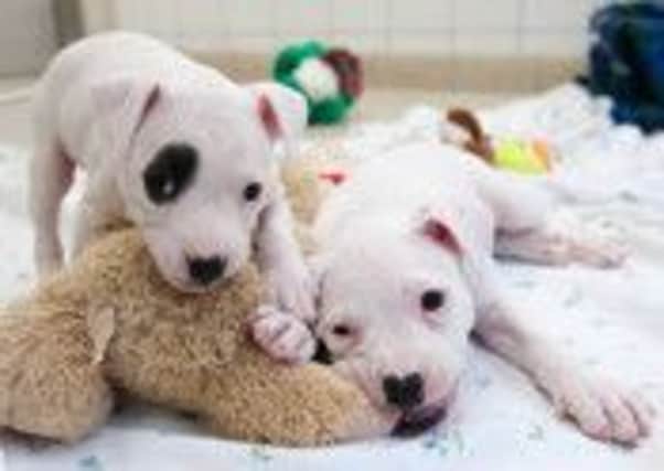 These pups need a loving home.