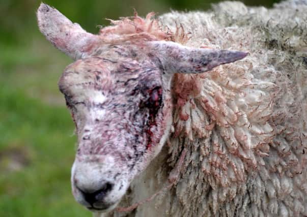 Sickening...sheep was attacked by ravens (Pic by Rodger Price)