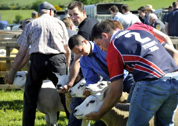 Shear magic...Lesmahagow Show sheep shearers in action (Pic by Lindsay Addison)