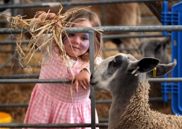 Little lambs...Zara Erskine (3), from Linlithgow, helps feed the sheep at the Royal Highland Show 2011 (Pic by Jane Barlow