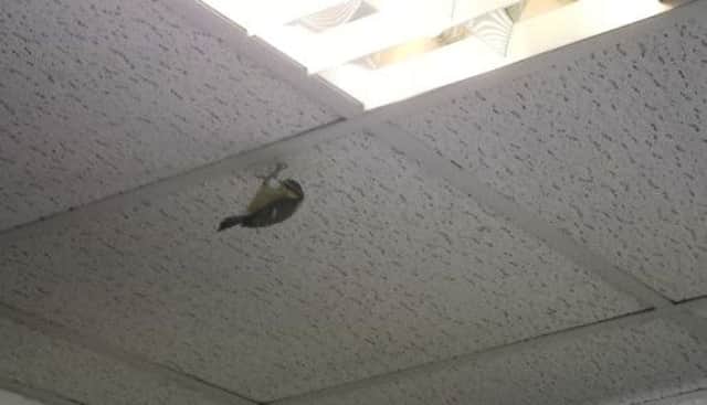 This little Blue Tit made its home in the Extra office for about an hour on Monday.
