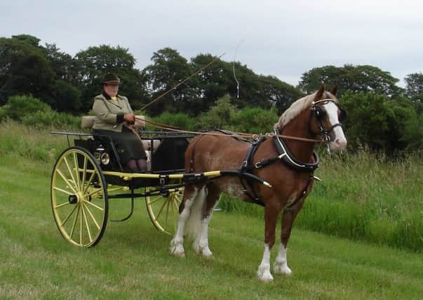 Stunning spectacle...the upcoming horse and carriage show