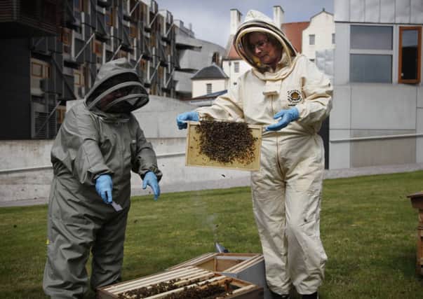 Presiding Officer Tricia Marwick MSP (right) and Heather McLean from Kelvin Valley Honey with a frame of the Buckfast variety of bee which have taken up residence at Holyrood.  Picture by Andrew Cowan/Scottish Parliament.