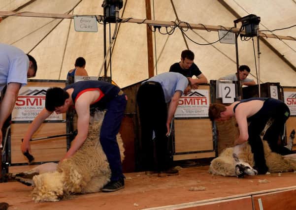 Here's one they did earlier...shearing always proves a hit at Clydesdale's farming shows (Pic by Rodger Price).