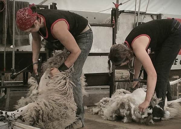 Shear speed...Clipping Chicks at work at Biggar Show