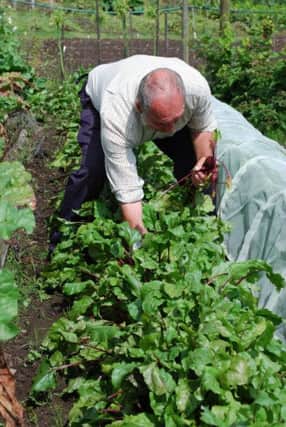 A man in his allotment. Allotments contribute to wellbeing.