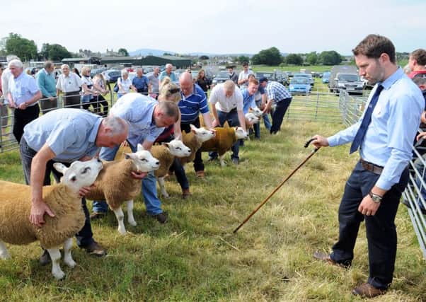 Show time...judging at this year's Carnwath Show