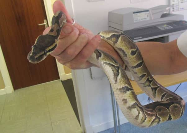 Roy, the 
Royal python snake found in Carstairs lay-by (Pic by SSPCA)