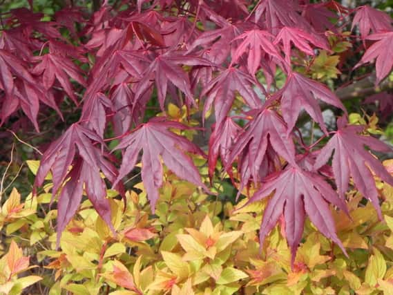 Acer Bloodgood and Spiraea GoldFlame, from The Creative Shrub Garden by Andy McIndoe, published by Timber.