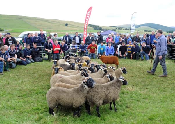 In the ring...judges were kept busy at the 2014 Abington Agricultural Show at Littlegill Farm (Pics Alan Watson)