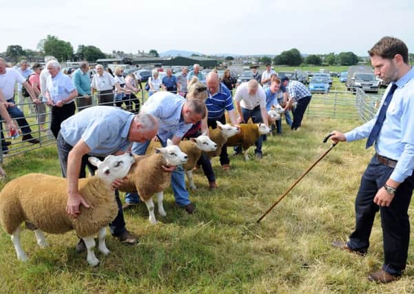Flocking...to the 2014 Carnwath Agricultural Show, where the categories were fiercely contested (Pics Alan Watson)