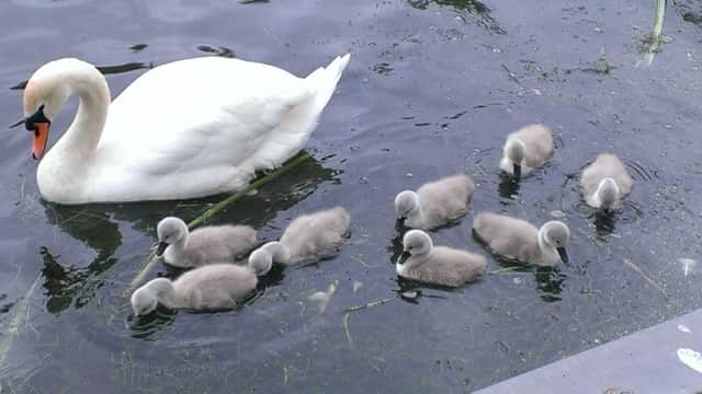 Happier times...in May this year when the swans showed off their eight cygnets. Five have survived.