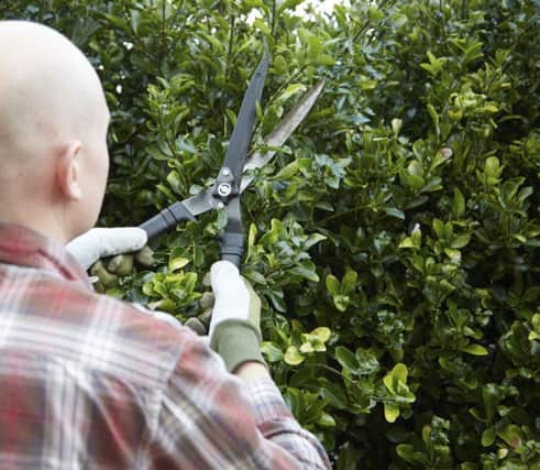 A man hedge trimming.
