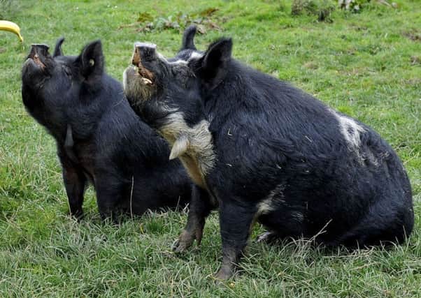 Kune Kune pigs...like the ones which could be moving into Crossford