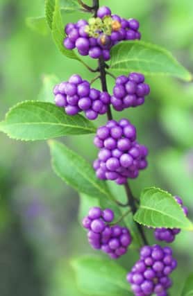 A Generic Photo of a Callicarpa. See PA Feature GARDENING Gardening Column. Picture credit should read: PA Photo/thinkstockphotos. WARNING: This picture must only be used to accompany PA Feature GARDENING Gardening Column.