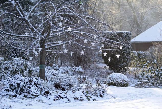 A Generic Photo of a Tree with shining stars in snowy garden. See PA Feature GARDENING Gardening Column. Picture credit should read: PA Photo/thinkstockphotos. WARNING: This picture must only be used to accompany PA Feature GARDENING Gardening Column.