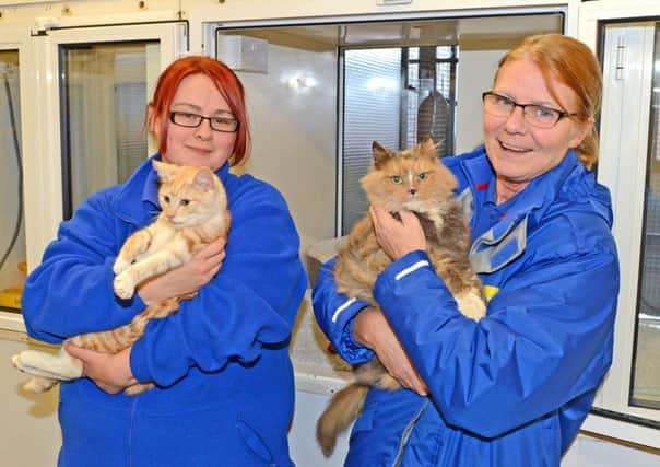 Cats Protection Centre staff with two of the recent arrivals