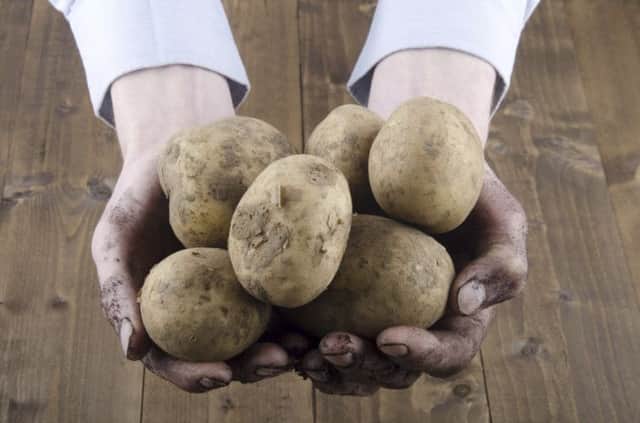 Potatoes. See PA Feature GARDENING Gardening Column. Picture credit should read: PA Photo/thinkstockphotos. WARNING: This picture must only be used to accompany PA Feature GARDENING Gardening Column.