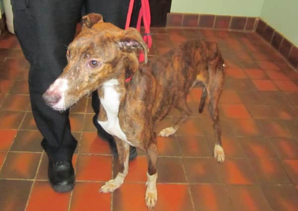 Lost...or abandoned? Oliver, found near Glespin, is underweight and nervous (Pic by SSPCA)