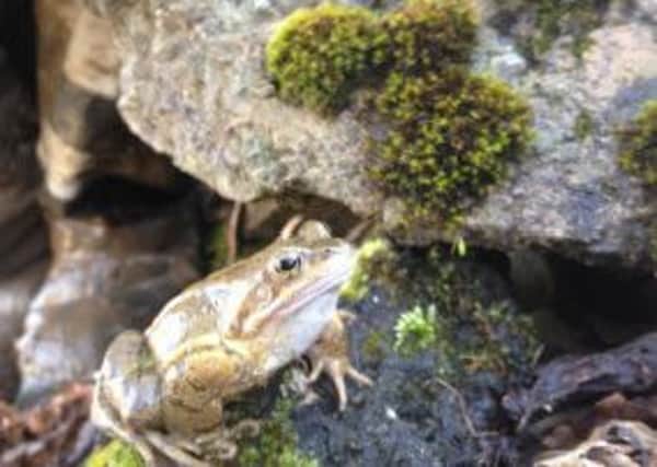 Common frog
pic by James Stead
submitted by Froglife charity which will work at Braidwood Loch
March 9 2015