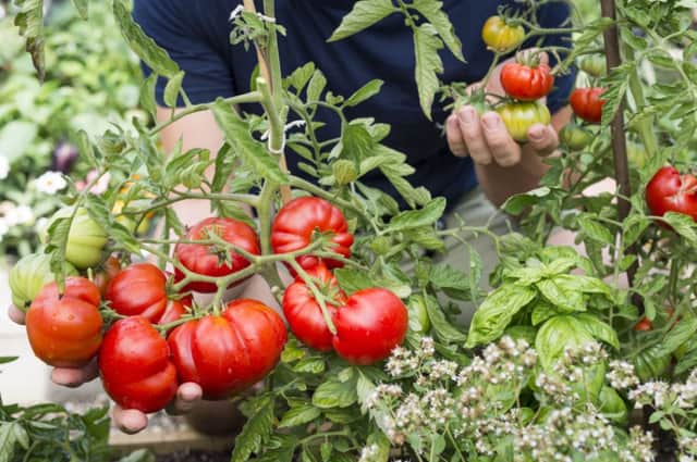 James Wongs' tomatoes. See PA Feature GARDENING Gardening Column. Picture credit should read: PA Photo/Jason Ingram. WARNING: This picture must only be used to accompany PA Feature GARDENING Gardening Column.