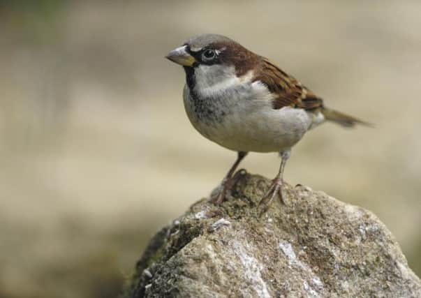 Top of the list...house sparrow