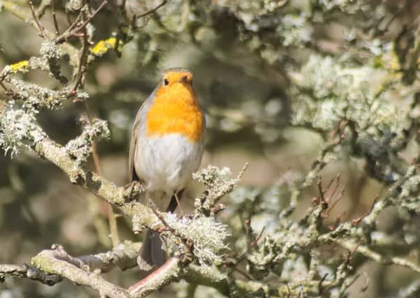 Happy robin -  
Reader Hugh Ilgunas snapped this picture of a wee happy robin in between the showers.