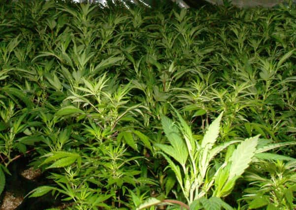 Generic cannabis plants, from archive