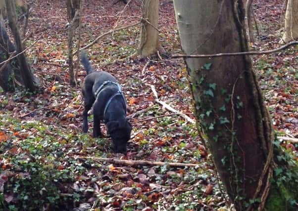 Dogs appear particularly at risk in the countryside or woodland
