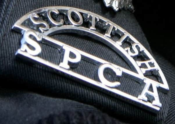 Appeal... Scottish SPCA officers are looking for information on the dog.