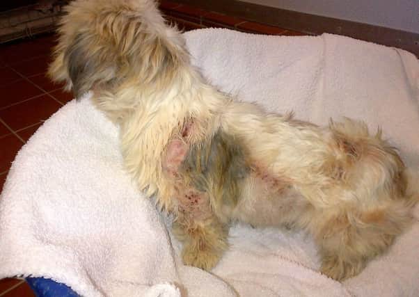Blossom... the Lhaso Apso abandoned with scabies at Abington (Photo from Scottish SPCA)