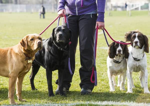 Photographer-Ian Georgeson-07921 567360
Edinburgh takes the lead on commercial dog walking in city parks, New Park management rules which see professional dog walkers required to register with the council for the first time.
