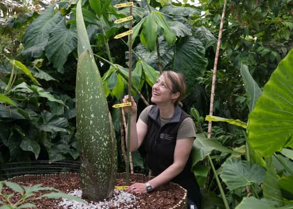 Sadie Barber with the Titan Arum. Picture: Andrew O'Brien