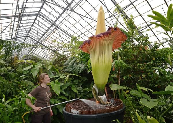 Senior horticulturist Sadie Barber waters the Amorphophallus titanum. Picture: Neil Hanna