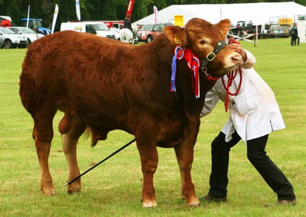 Just champion...one of last year's stars at Biggar Show (Pic by Jim Clare)