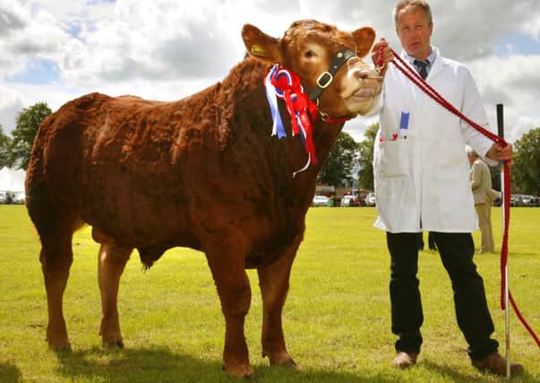 Show champion...Limousin bull from Nimmo of Bogside wowed judges