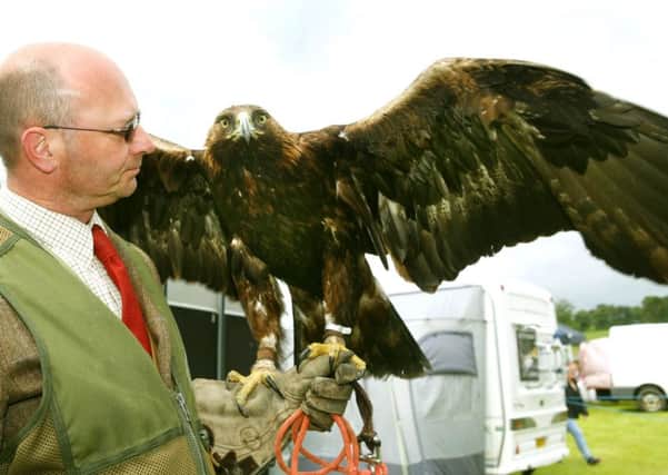 Visitor...Taiga the golden eagle at Biggar Show  (Pic by Jim Clare)